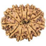 12 Mukhi Rudraksha 25.6mm 3.88gm - Rudraksha back