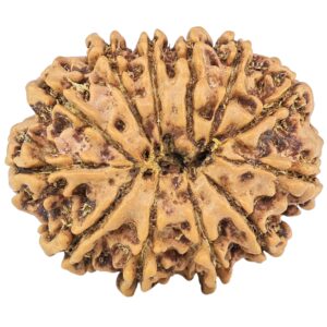 12 Mukhi Rudraksha 25.6mm 3.88gm - Rudraksha back