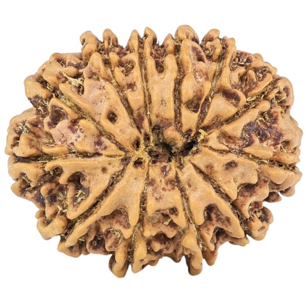 12 Mukhi Rudraksha 25.6mm 3.88gm - Rudraksha back