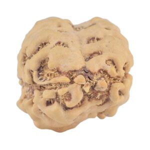 2 Mukhi Rudraksha 22.3mm 1.85gm - Rudraksha back