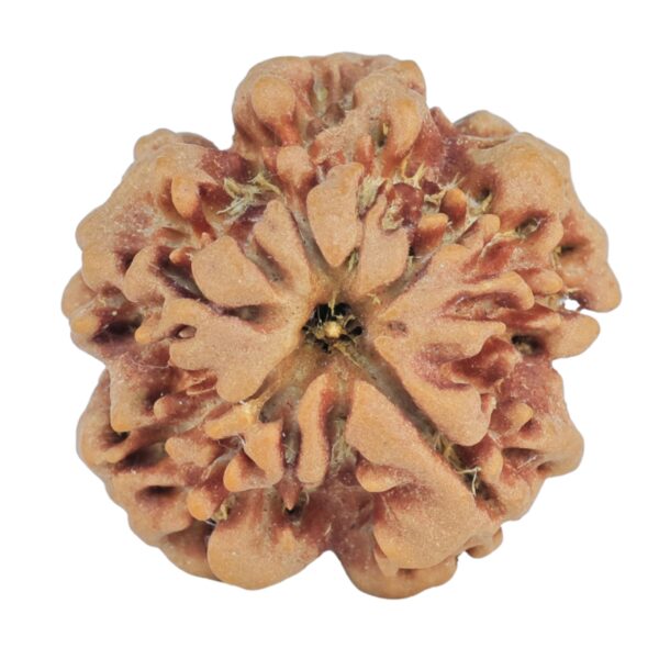 1MK(Underdeveloped) 22.4mm 3.78gm - Rudraksha back