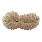 26 Mukhi Rudraksha 22.2mm 1.14gm - Rudraksha back
