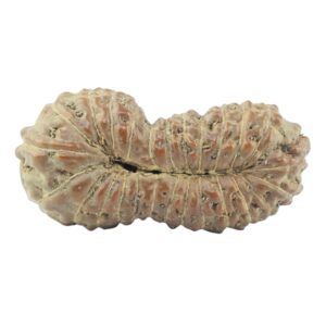 26 Mukhi Rudraksha 22.2mm 1.14gm - Rudraksha back