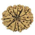 10 Mukhi Rudraksha 27.7mm 3.12gm - Rudraksha back