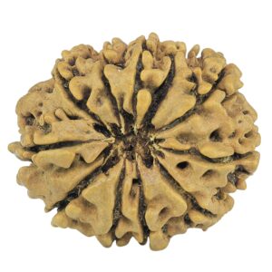 10 Mukhi Rudraksha 27.7mm 3.12gm - Rudraksha back