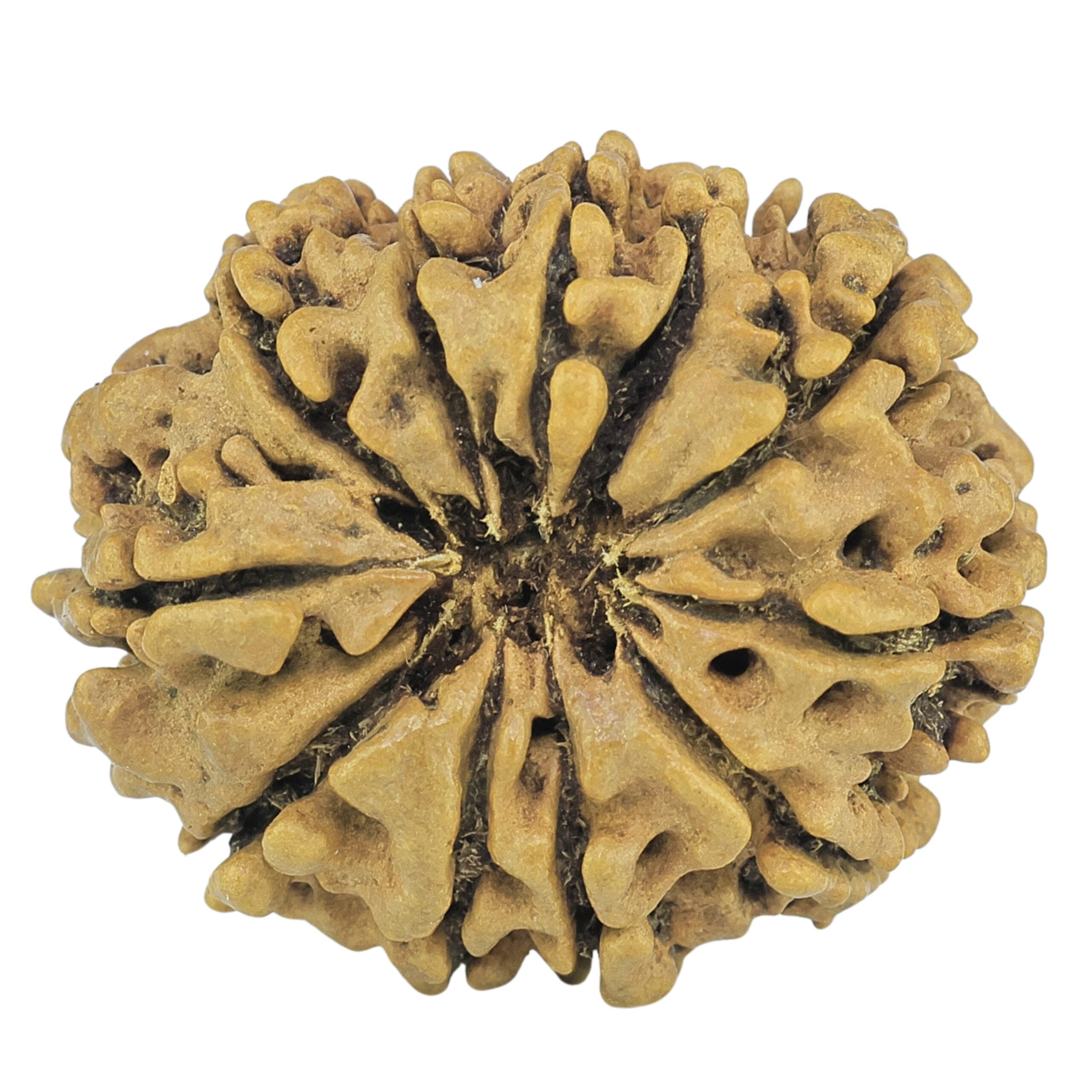 10 Mukhi Rudraksha 27.7mm 3.12gm - Rudraksha back