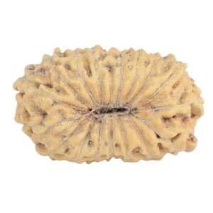 17 Mukhi Rudraksha 16.5mm 0.92gm - Rudraksha back