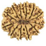 12 Mukhi Rudraksha 34mm 5.9gm - Rudraksha back