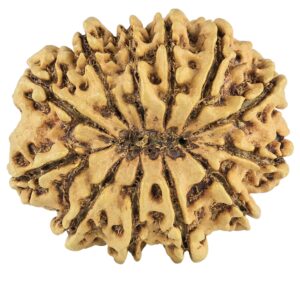 12 Mukhi Rudraksha 34mm 5.9gm - Rudraksha back