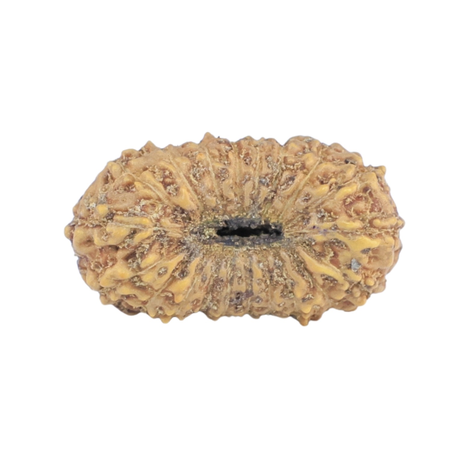 20 Mukhi Rudraksha 17mm 0.77gm - Rudraksha back