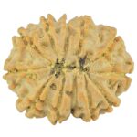 12 Mukhi Rudraksha 22.7mm 3gm - Rudraksha back