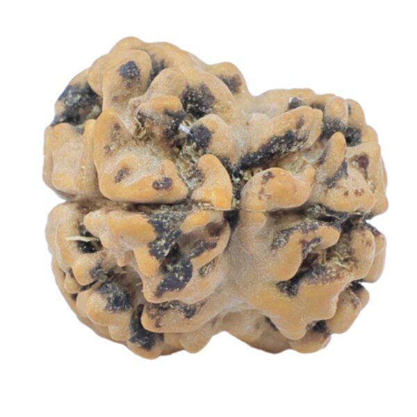 2 Mukhi Rudraksha 23.9mm 2gm - Rudraksha back