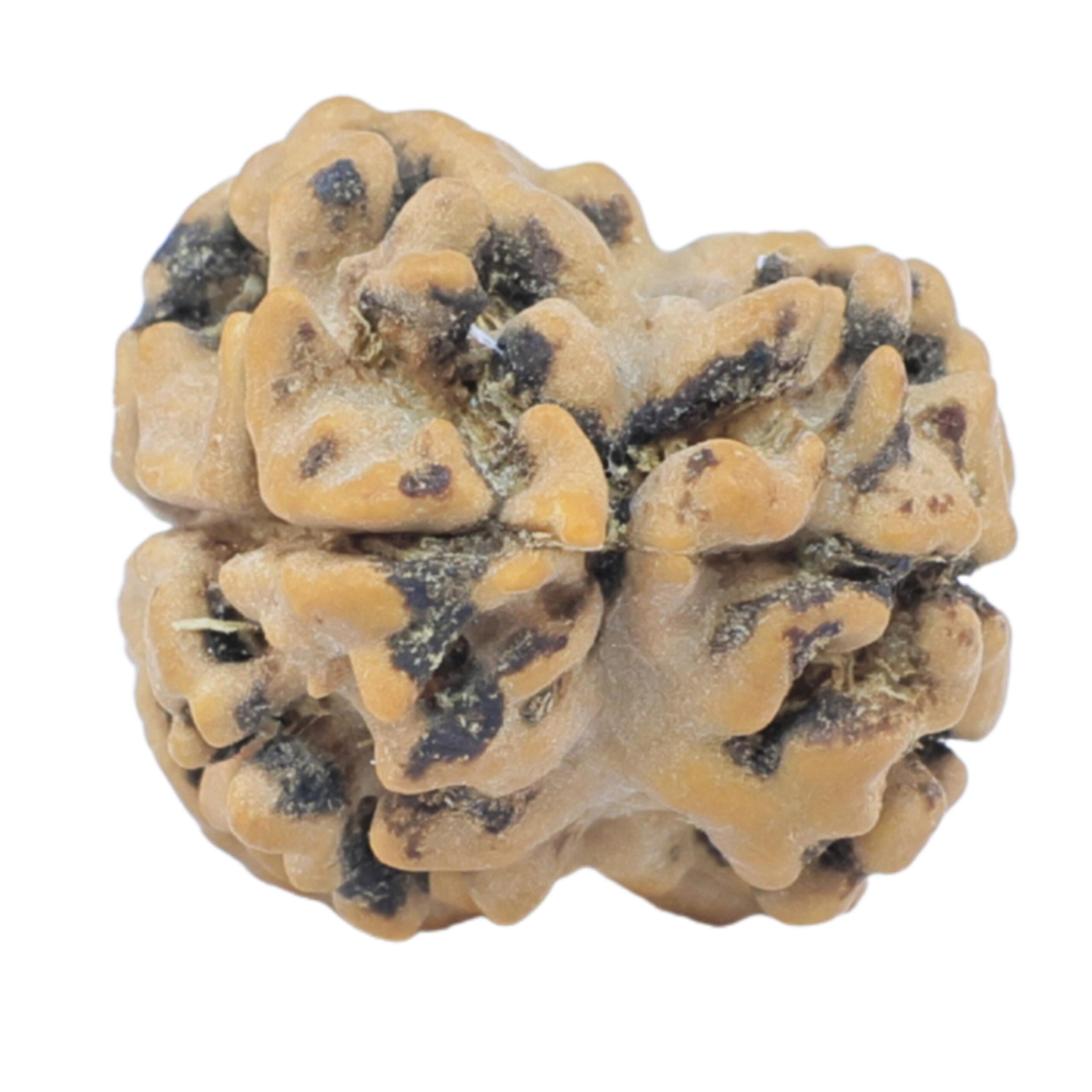 2 Mukhi Rudraksha 23.9mm 2gm - Rudraksha back