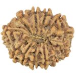 12 Mukhi Rudraksha 24.6mm 3.73gm - Rudraksha back