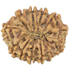12 Mukhi Rudraksha 24.6mm 3.73gm - Rudraksha back
