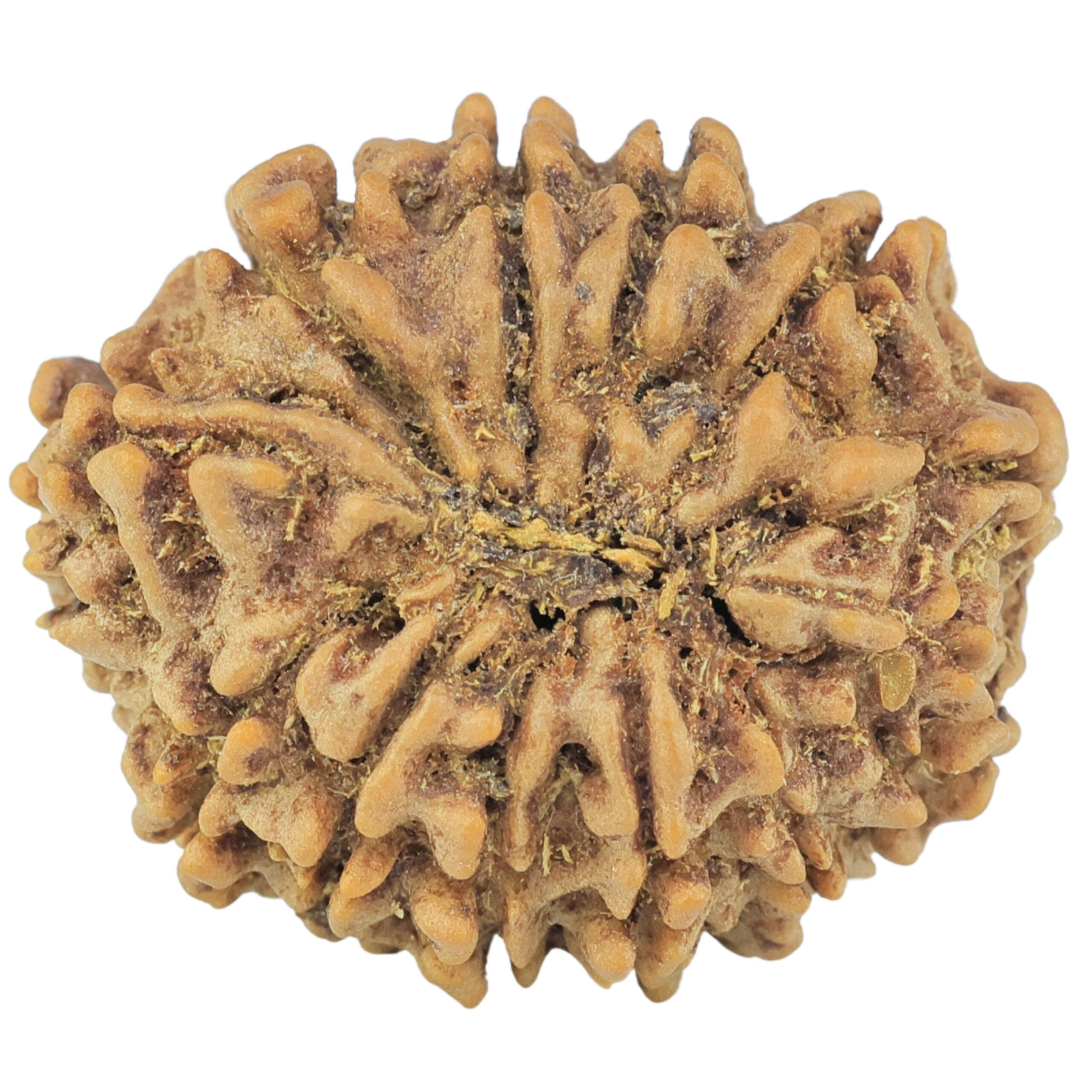 12 Mukhi Rudraksha 24.6mm 3.73gm - Rudraksha back
