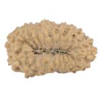20 Mukhi Rudraksha 22.4mm 2gm - Rudraksha back