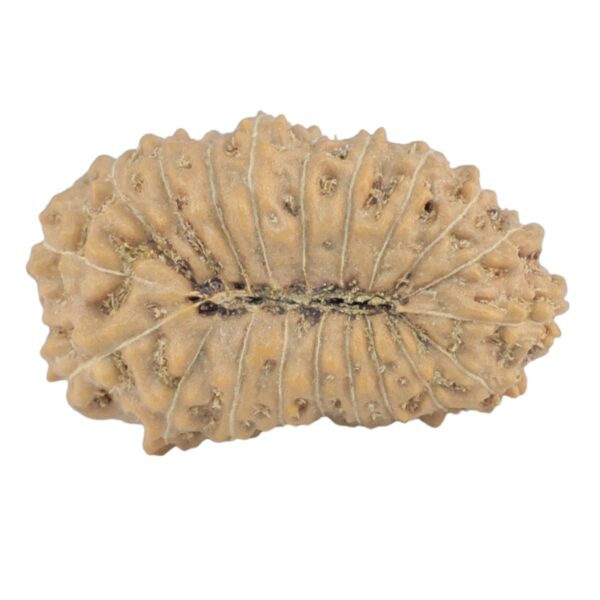 20 Mukhi Rudraksha 22.4mm 2gm - Rudraksha back