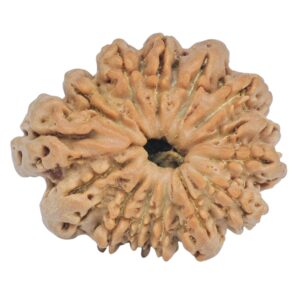 Sawar/Ganesh (13+1) 24.2mm 3gm - Rudraksha back