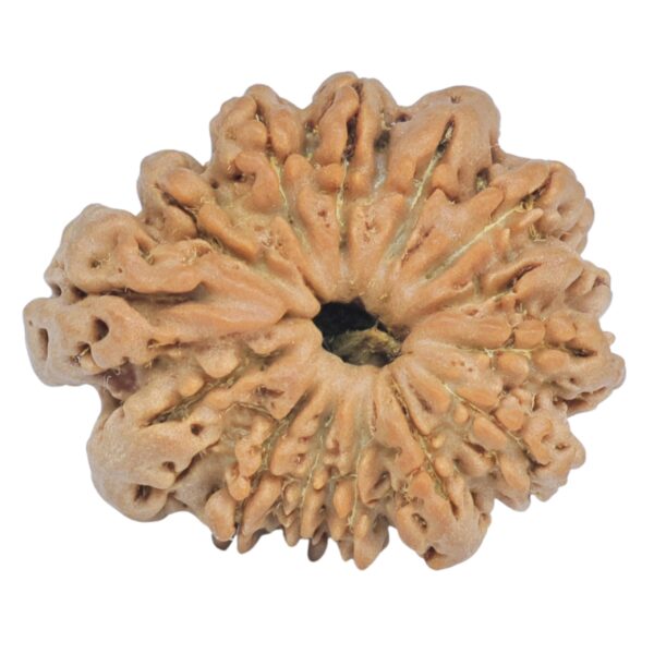 Sawar/Ganesh (13+1) 24.2mm 3gm - Rudraksha back