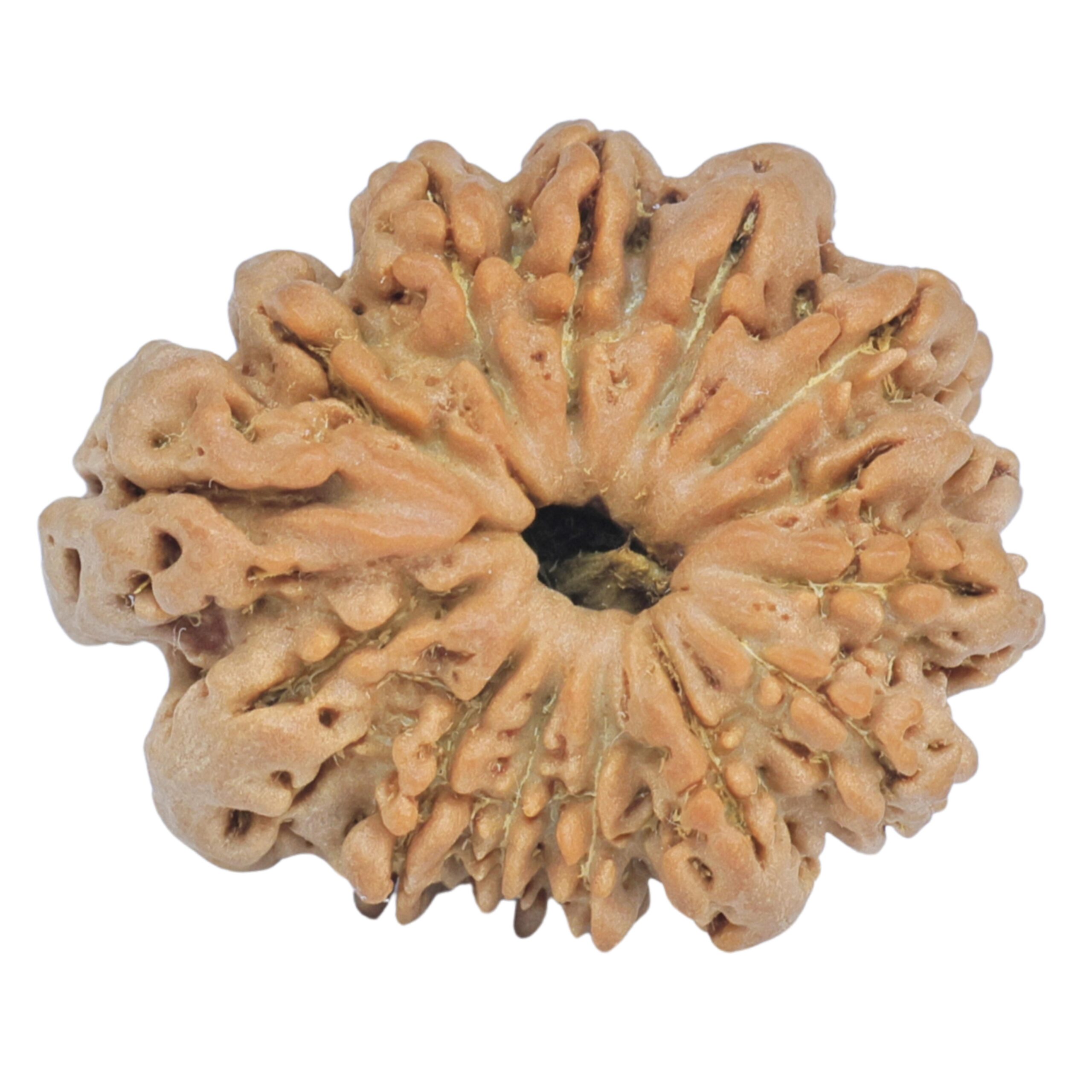 Sawar/Ganesh (13+1) 24.2mm 3gm - Rudraksha back