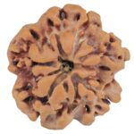 1MK(Underdeveloped) 22.1mm 3.44gm - Origin: Nepal - Rudraksha back