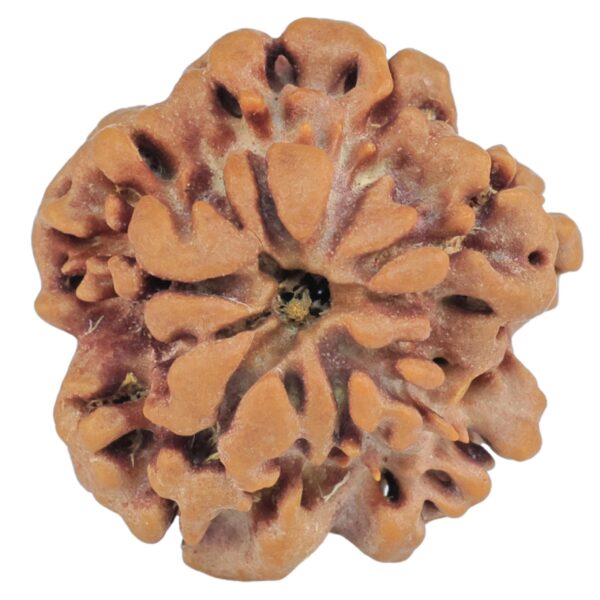1MK(Underdeveloped) 22.1mm 3.44gm - Origin: Nepal - Rudraksha back