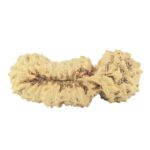 25 Mukhi Gaurishankar 26.3mm 1.63gm - Rudraksha back