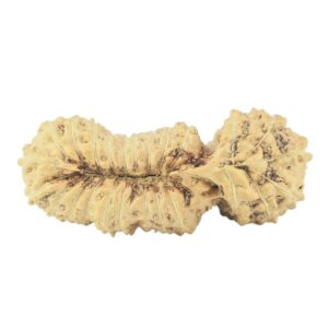 25 Mukhi Gaurishankar 26.3mm 1.63gm - Rudraksha back