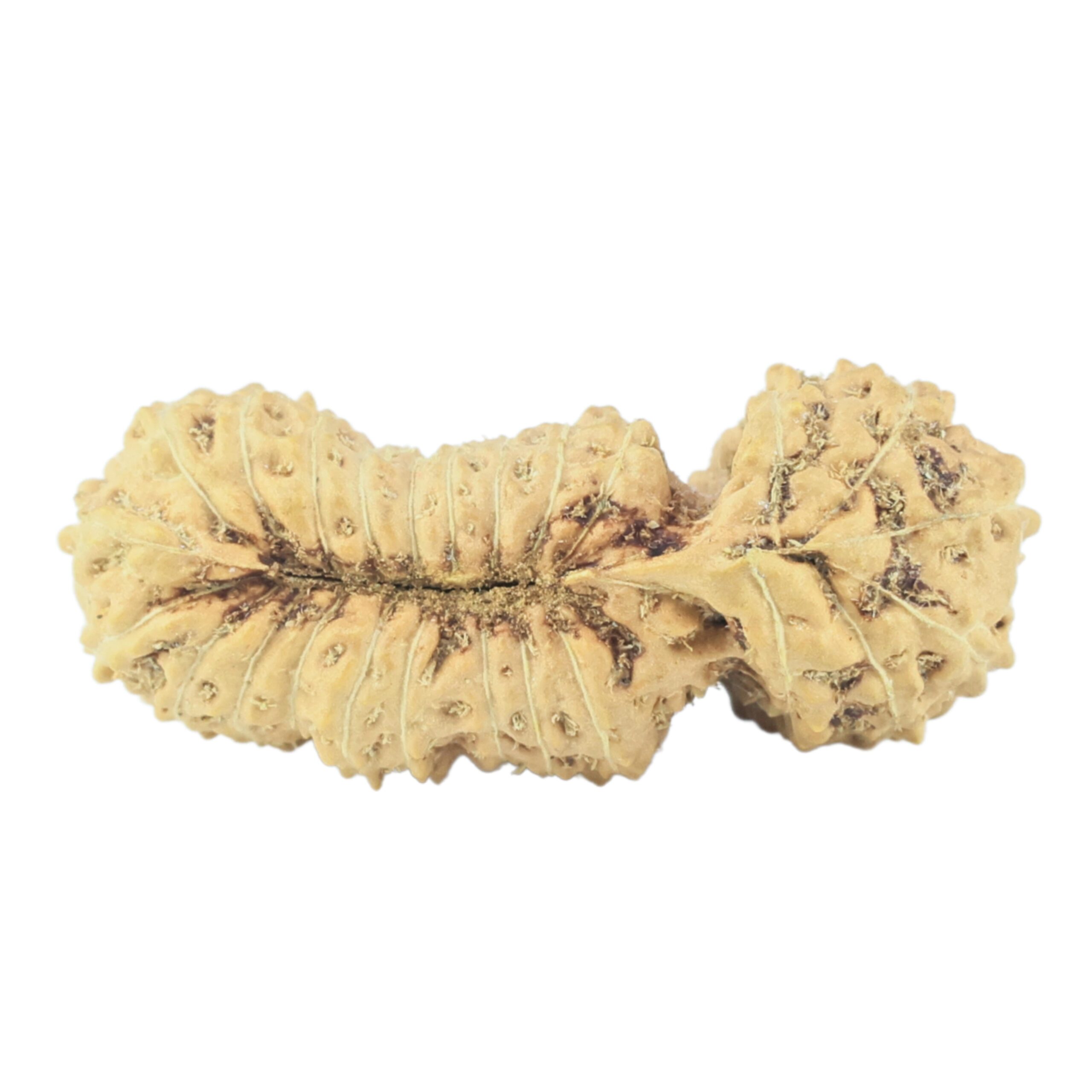 25 Mukhi Gaurishankar 26.3mm 1.63gm - Rudraksha back