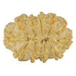 11 Mukhi Rudraksha 26.3mm 3.91gm - Rudraksha back