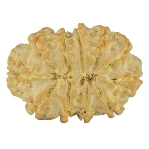 11 Mukhi Rudraksha 26.3mm 3.91gm - Rudraksha back