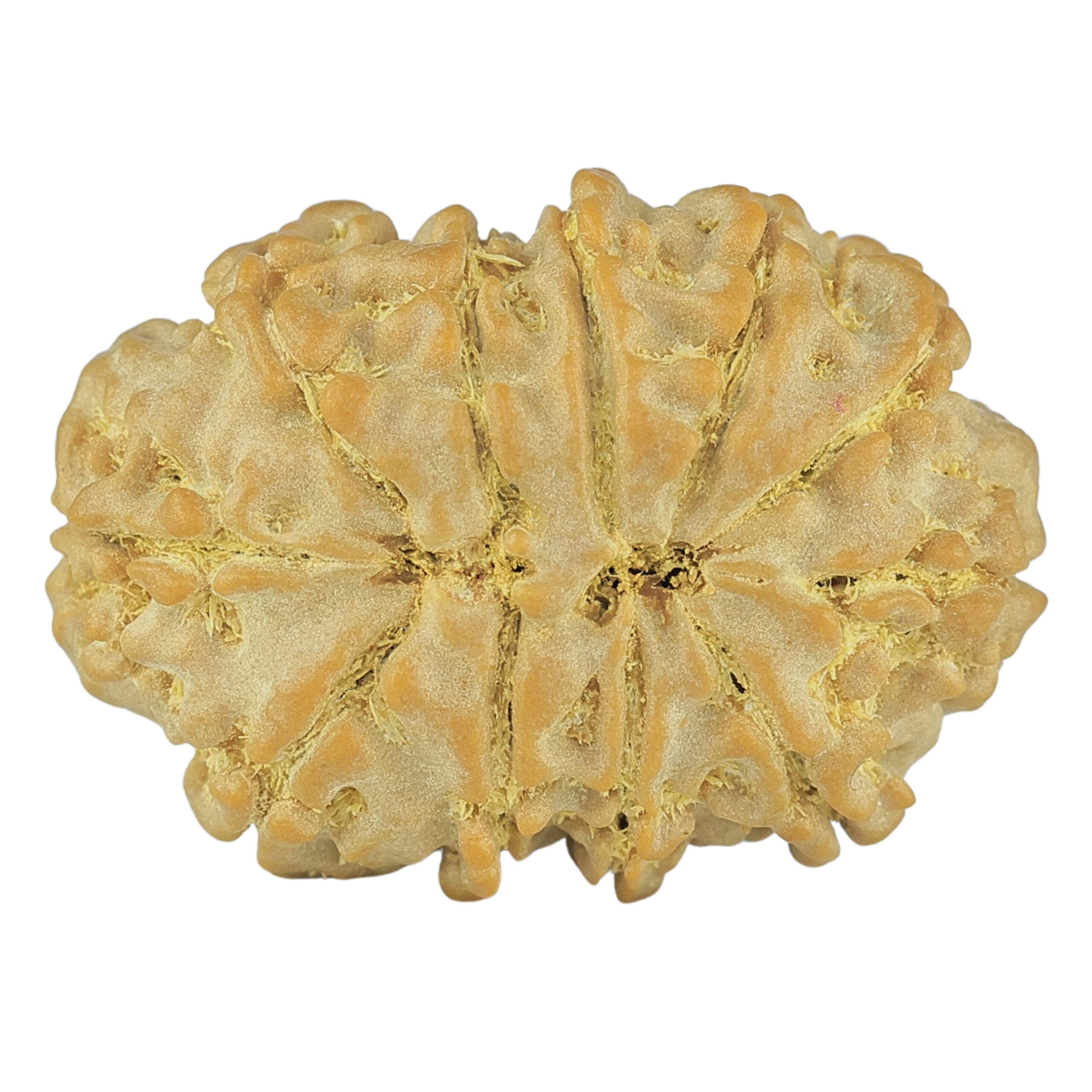 11 Mukhi Rudraksha 26.3mm 3.91gm - Rudraksha back