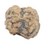 2 Mukhi Rudraksha 25mm 2.13gm - Rudraksha back