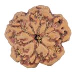 1MK(Underdeveloped) 23.1mm 4.17gm - Rudraksha back