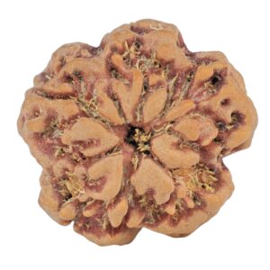 1MK(Underdeveloped) 23.1mm 4.17gm - Rudraksha back