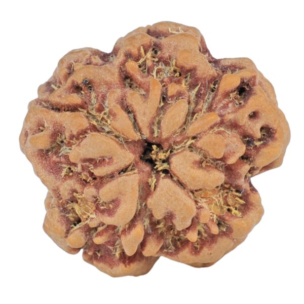1MK(Underdeveloped) 23.1mm 4.17gm - Rudraksha back