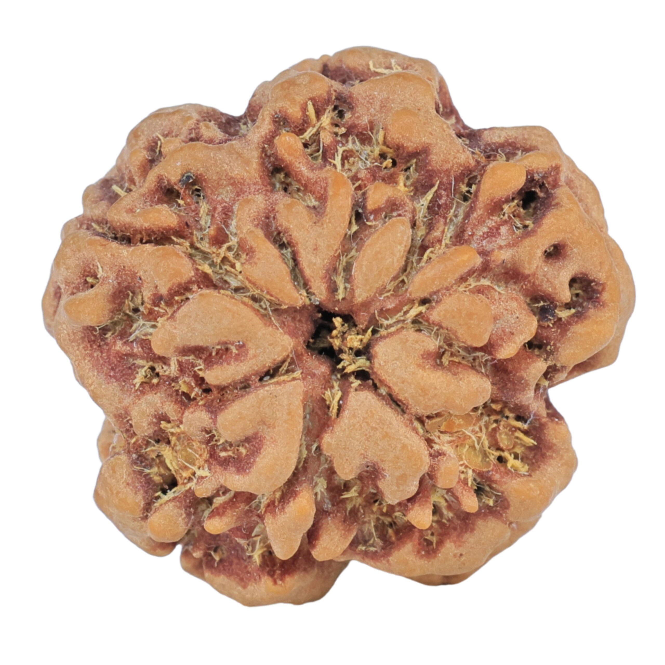 1MK(Underdeveloped) 23.1mm 4.17gm - Rudraksha back