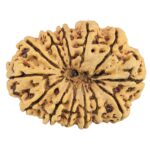 12 Mukhi Rudraksha 34.4mm 6.61gm - Rudraksha back