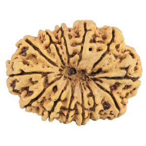 12 Mukhi Rudraksha 34.4mm 6.61gm - Rudraksha back