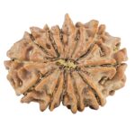 12 Mukhi Ganesh 25.4mm 3.47gm - Rudraksha back