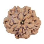 1MK(Underdeveloped) 21.9mm 3gm - Rudraksha back