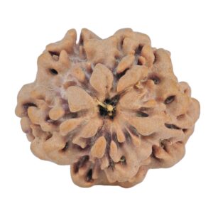 1MK(Underdeveloped) 21.9mm 3gm - Rudraksha back
