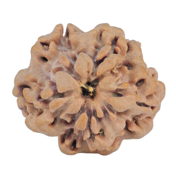 1MK(Underdeveloped) 21.9mm 3gm - Rudraksha back