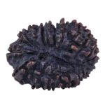 21 Mukhi Rudraksha 34.2mm 7.62gm - Rudraksha back