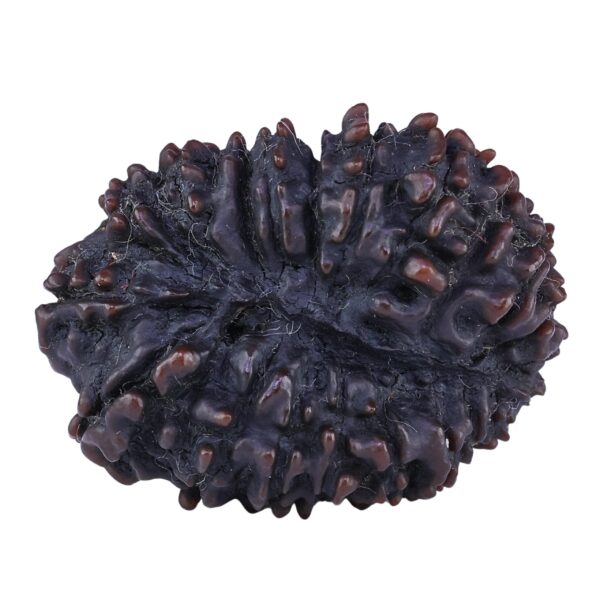 21 Mukhi Rudraksha 34.2mm 7.62gm - Rudraksha back