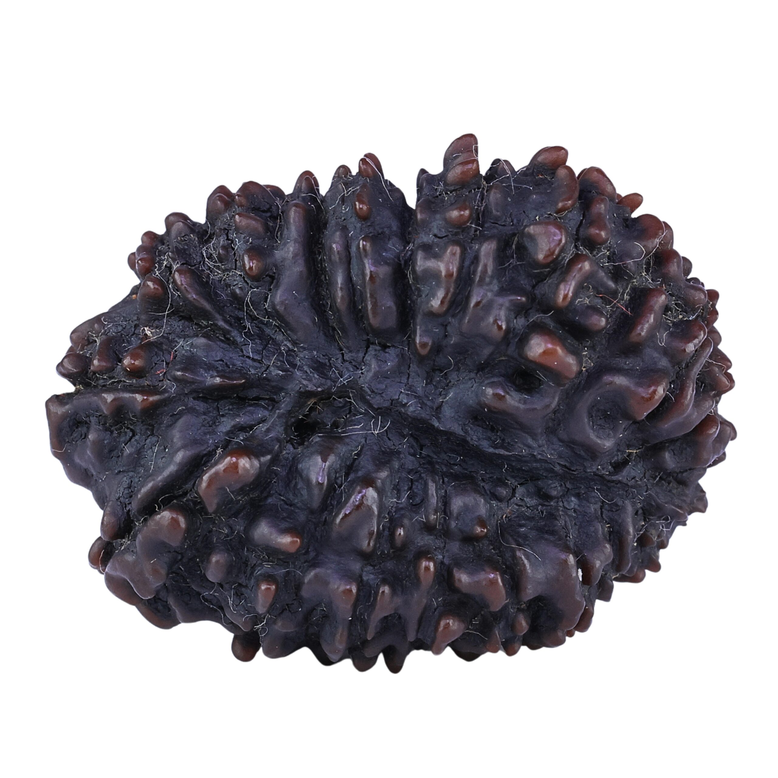 21 Mukhi Rudraksha 34.2mm 7.62gm - Rudraksha back