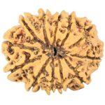 12 Mukhi Rudraksha 24.4mm 2.78gm - Rudraksha back