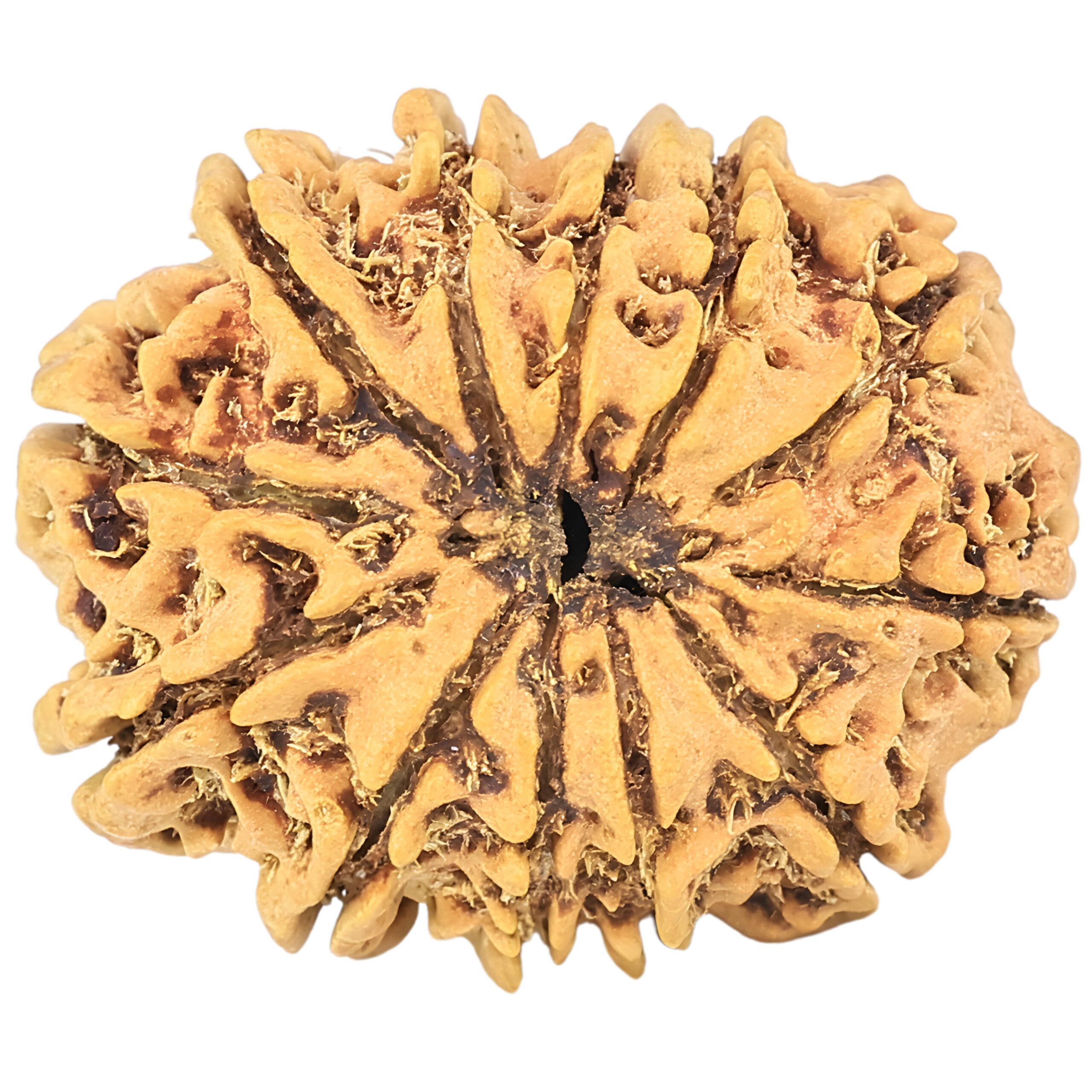 12 Mukhi Rudraksha 24.4mm 2.78gm - Rudraksha back