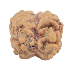 2 Mukhi Rudraksha 22.9mm 1.76gm - Rudraksha back